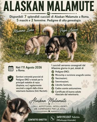 Cuccioli di alaskan malamute roma