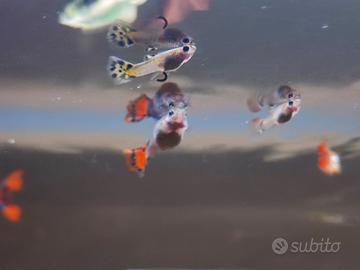 Guppy