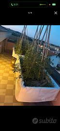 Orto balcone
