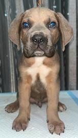 Cane corso