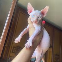 Gatti Sphynx