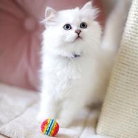 Gattina British Longhair con Pedigree aperto