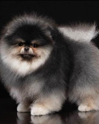 Pomerania nero focato per monta accoppiamento