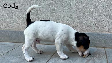 Jack Russell Terrier - Maschio con Pedigree