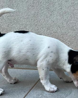Jack Russell Terrier - Maschio con Pedigree