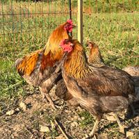 Lakenvelder, Vorkerk, Marans, Olive Egger, Araucan