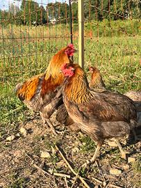 Lakenvelder, Vorkerk, Marans, Olive Egger, Araucan