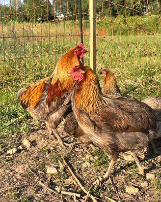 Lakenvelder, Vorkerk, Marans, Olive Egger, Araucan