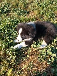 Ultimo cucciolo border collie