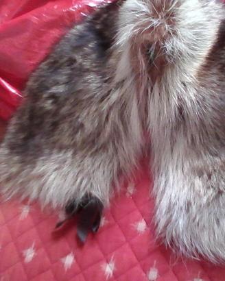 Collo VERA MARMOTTA+altri colli +Accessori  uo/don