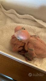 Parrocchetti dal collare