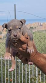 pitbull 