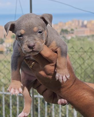 pitbull 