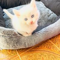 Gatti siberiani angora turco