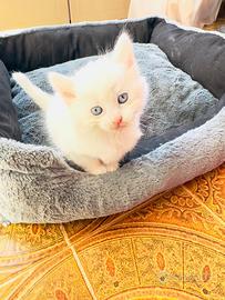 Gatti siberiani angora turco