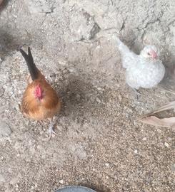 Galline barbute d'Aversa e sebright argento
