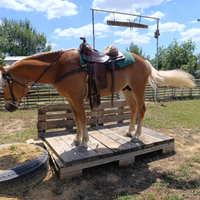 Cavallo haflinger