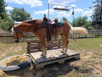 Cavallo haflinger