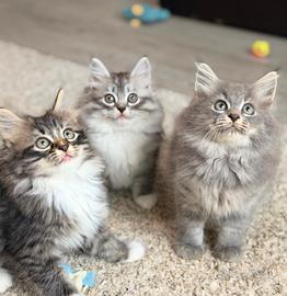 Cuccioli pura razza gatto siberiano 