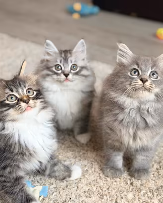 Cuccioli pura razza gatto siberiano 