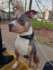 Disponibile per monta pitbull tricolor