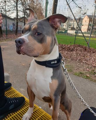 Disponibile per monta pitbull tricolor