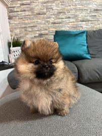 Cuccioli di spitz selezionati