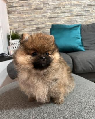 Cuccioli di spitz selezionati