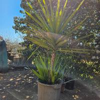 yucca in vaso alta 120 cm