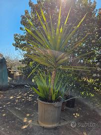 yucca in vaso alta 120 cm
