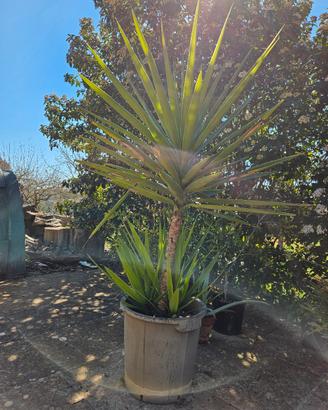 yucca in vaso alta 120 cm