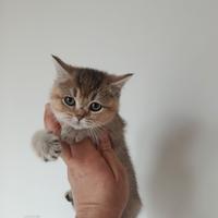 Cucciola di gattina scottish straight