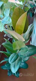 Pianta Ficus elastica robusta splendida