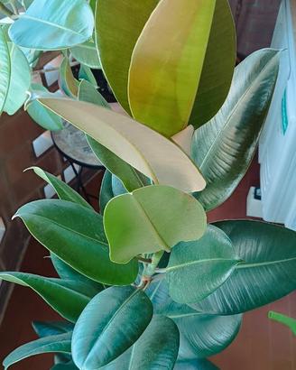 Pianta Ficus elastica robusta splendida