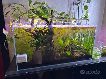 acquario