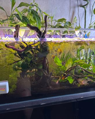 acquario