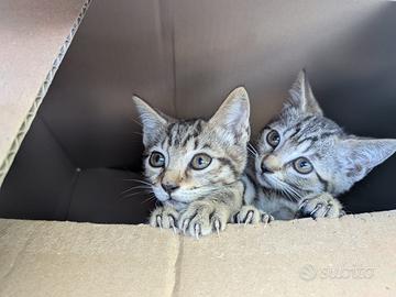 Cucciolo di gatto