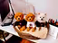 Immagine 16