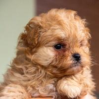Cucciolo Pomapoo nato il 8/12/2025