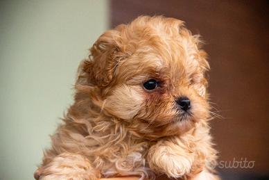Cucciolo Pomapoo nato il 8/12/2025