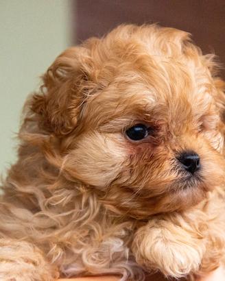 Cucciolo Pomapoo nato il 8/12/2025