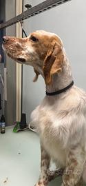 Setter inglese
