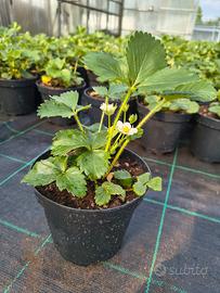 Piantine di fragole 