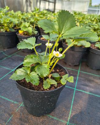 Piantine di fragole 