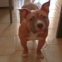 American Bully