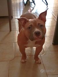 American Bully