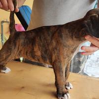 Cuccioli boxer alta genealogia