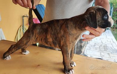 Cuccioli boxer alta genealogia