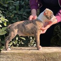 Amstaff