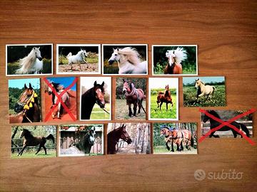 CARTOLINE FOTOGRAFICHE CAVALLI **NUOVE**
